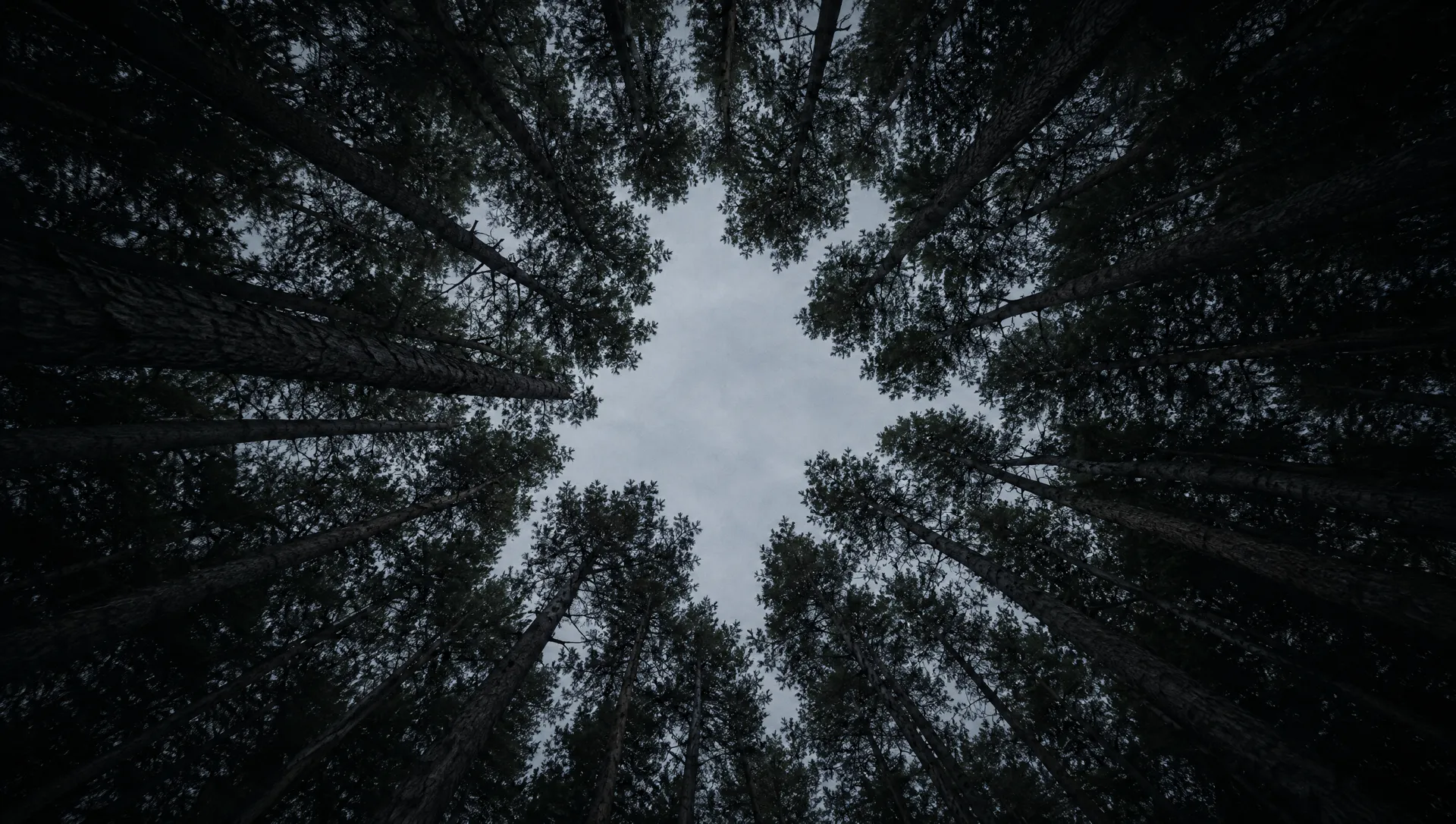 Looking straight up through pines at a circle of pale sky.