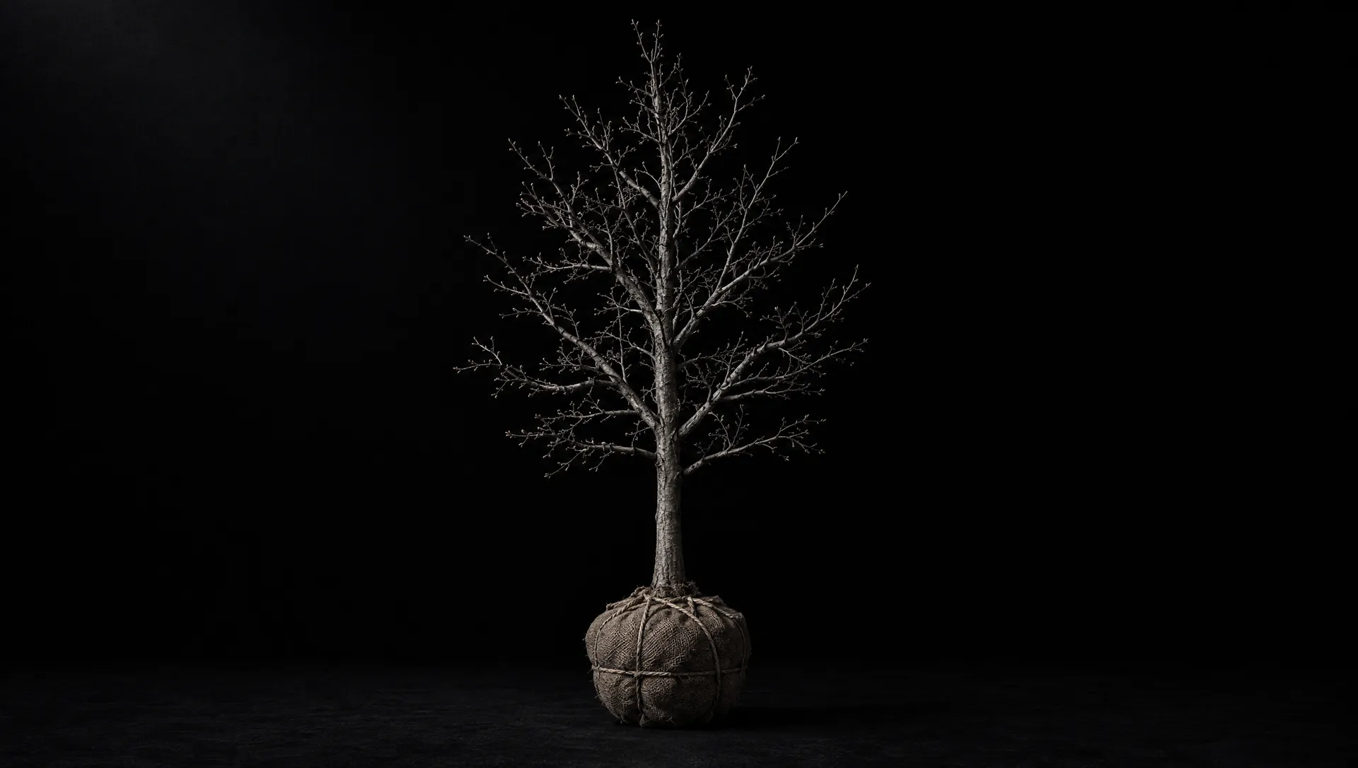 A young leafless oak with its roots wrapped in burlap, standing in a black studio.